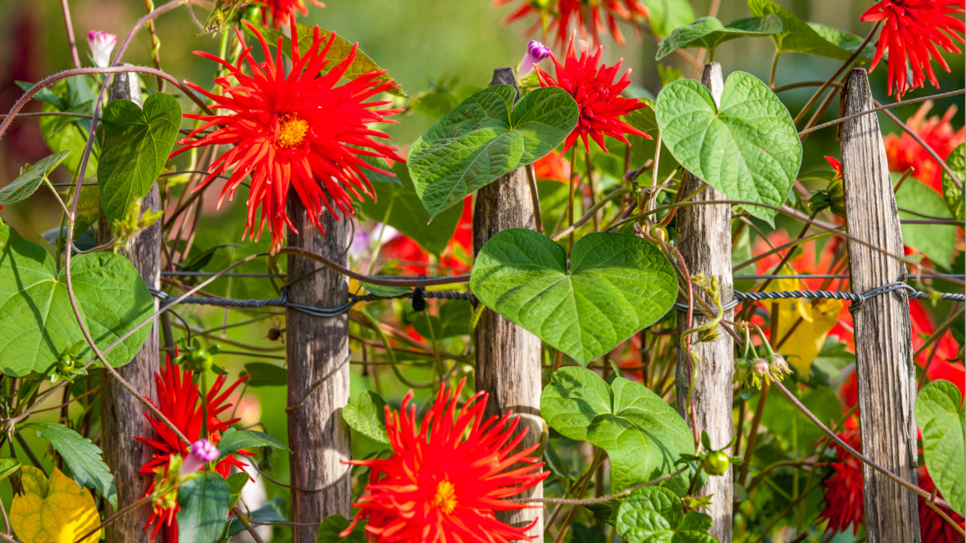 Foto mit Blumen im Bauerngarten Kapellenhof in Glottertal
