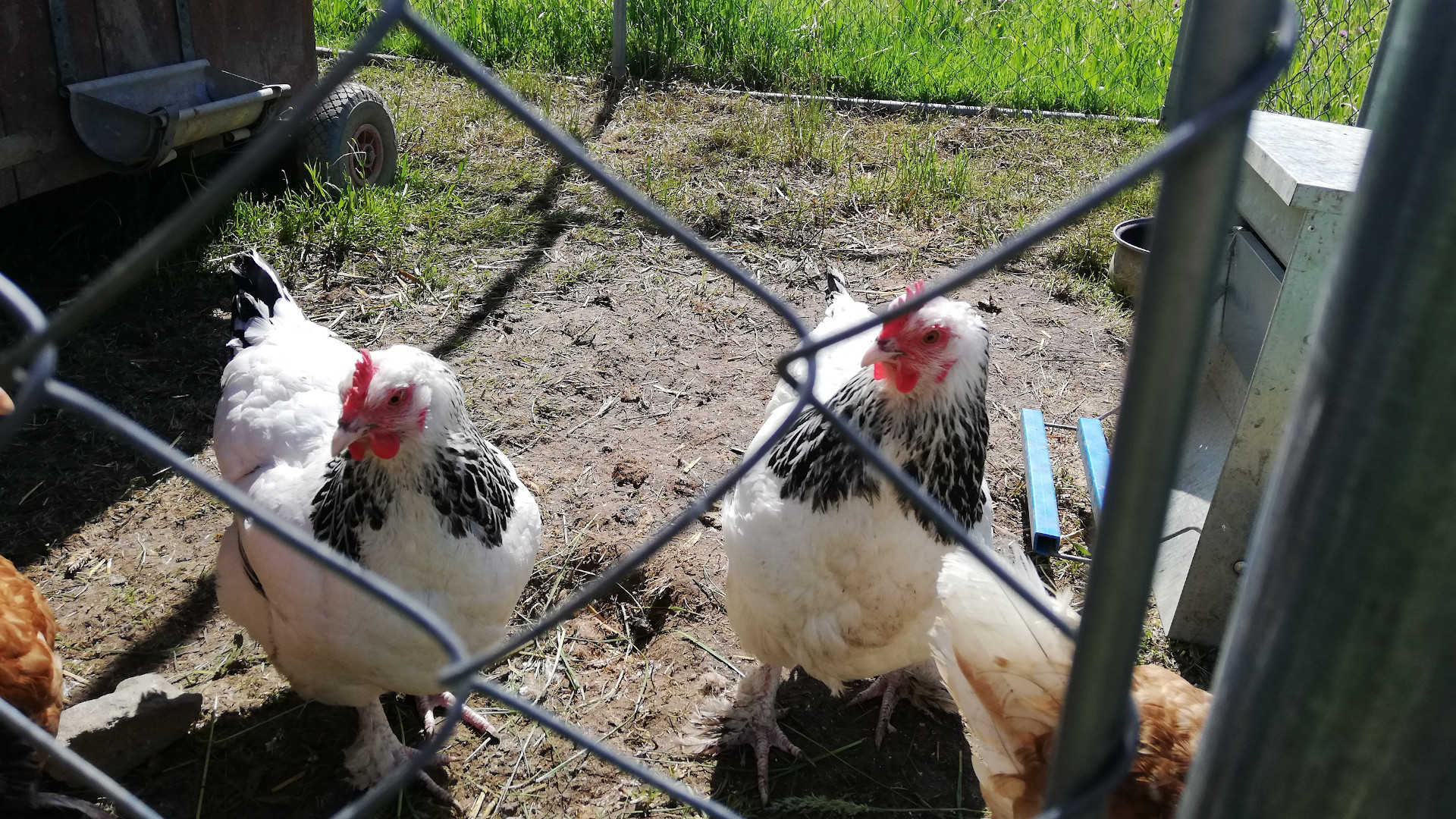Foto Hühner auf dem Kapellenhof in Glottertal
