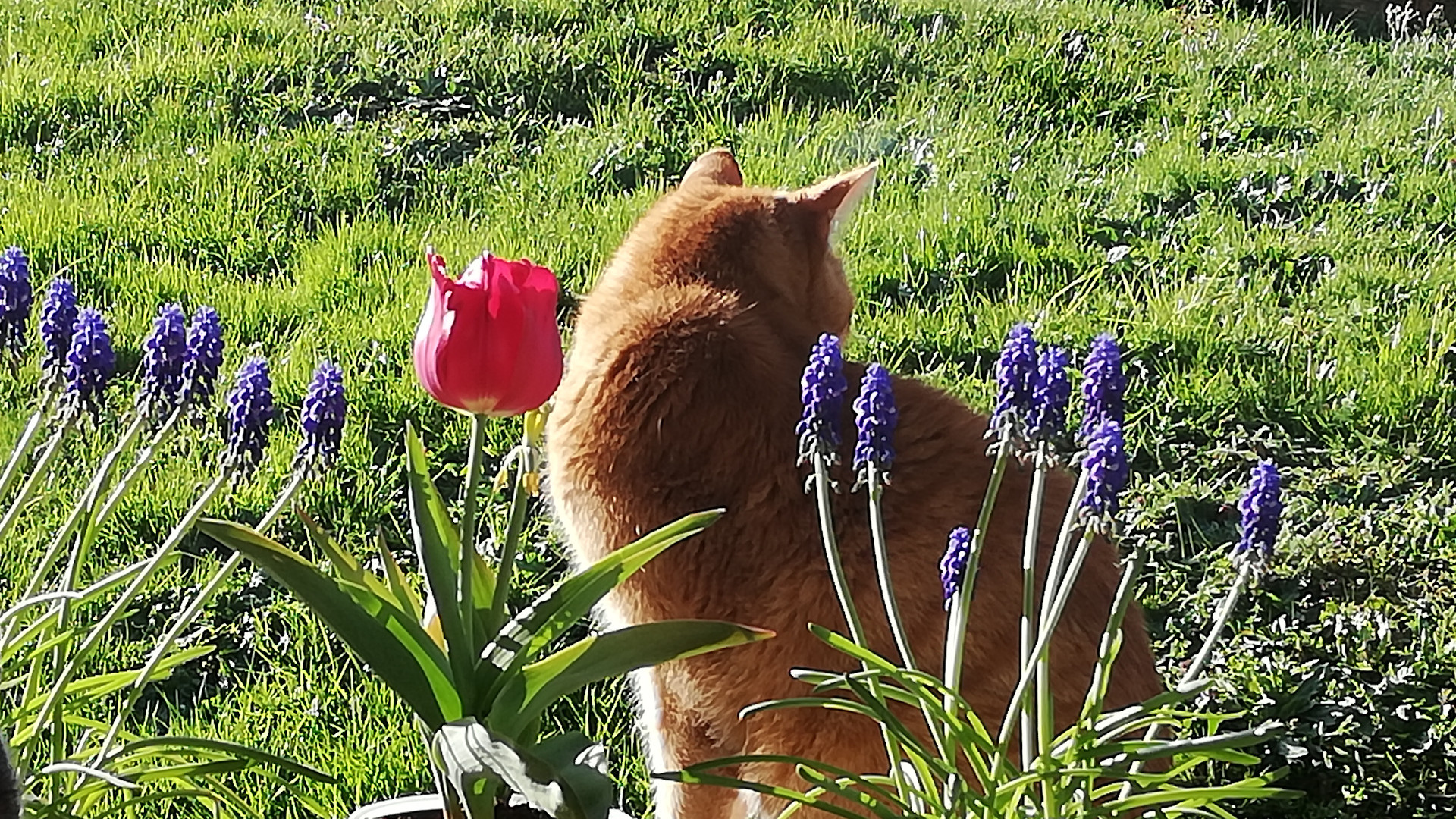 Foto Blick Katze auf einer Wiese